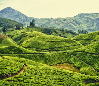 KERALA FOR 06 NIGHT 07 DAYS